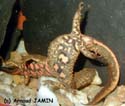 paramesotriton_fuzhongensis_combat