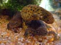 Un trio de Pleurodeles