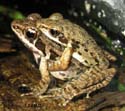 Amplexus