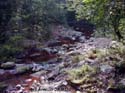 le biotope de S. maosonensis