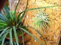 2 tillandsia : un vert et un gris