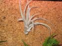 Un Tillandsia gris