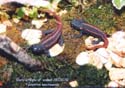 tylototriton_kweichowensis3