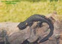 tylototriton_taliangensis1