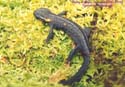 tylototriton_taliangensis2