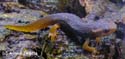 tylototriton_verrucosus_jeune