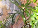 vriesa sp epiphyte