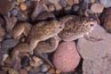 xenopus-couple_grand