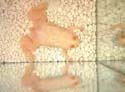 xenopus_laevi2