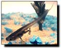 xenopus_laevi3