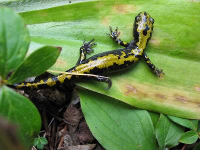 A. macrodactylum - image libre depuis Wilipedia commons Ambystoma macrodactylum - image libre depuis Wikipedia commons