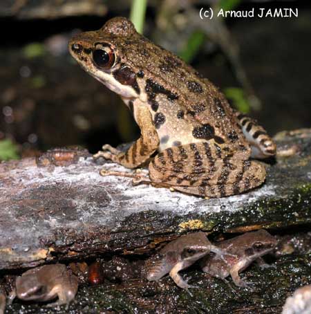 Sylvarina maosonensis : un adulte et des jeunes