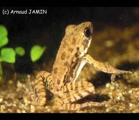 Un mâle dans l'eau