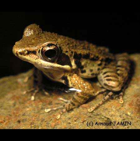 Sylvarina maosonensis de profil