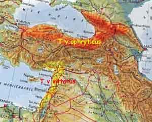 Carte de rpartition des sous-espces